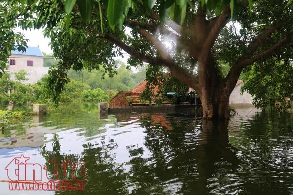 Nước ngập sâu, rác nổi lềnh phềnh, người dân Chương Mỹ dùng thuyền đi lại ảnh 1